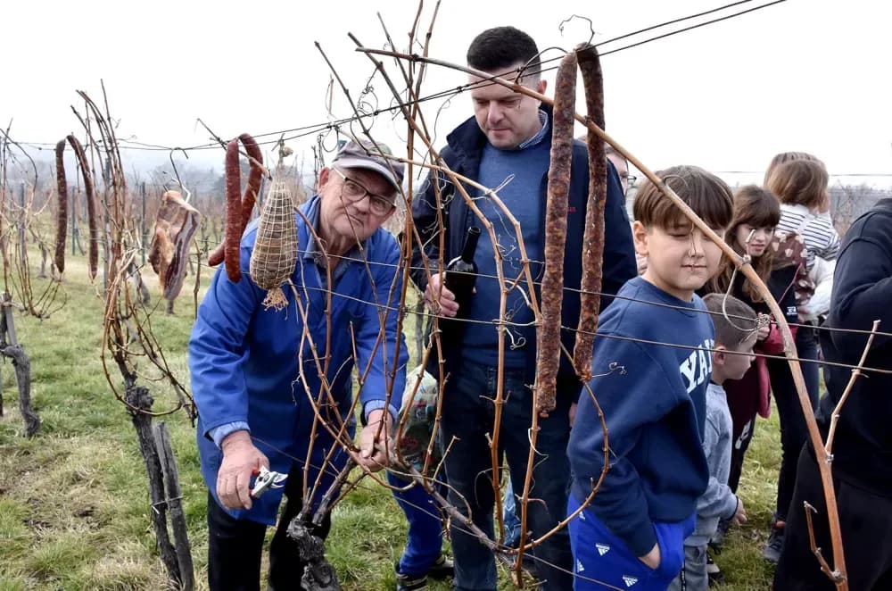 Nastavljena vinogradarska tradicija obitelji Mihalj na Vincelovo