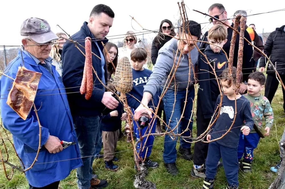 Nastavljena vinogradarska tradicija obitelji Mihalj na Vincelovo