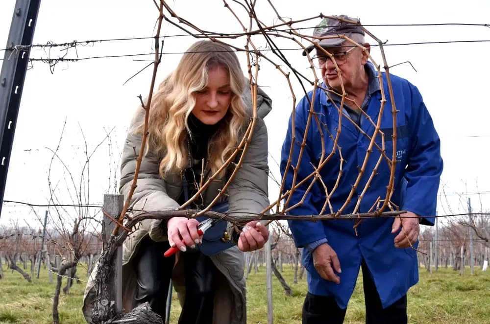 Nastavljena vinogradarska tradicija obitelji Mihalj na Vincelovo