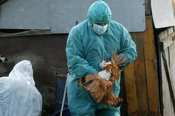 Peradari Brodskog Drenovca pod nadziranjem zbog ptičje gripe u oriovačkom  kraju