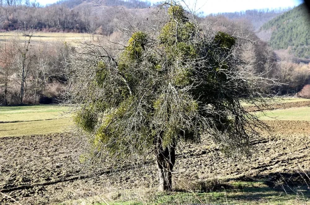 BORBA S BLATOM I ZABORAVOM: Škrabutnik, selo nadomak Požege u osam desetljeća izgubilo stotinu stanovnika