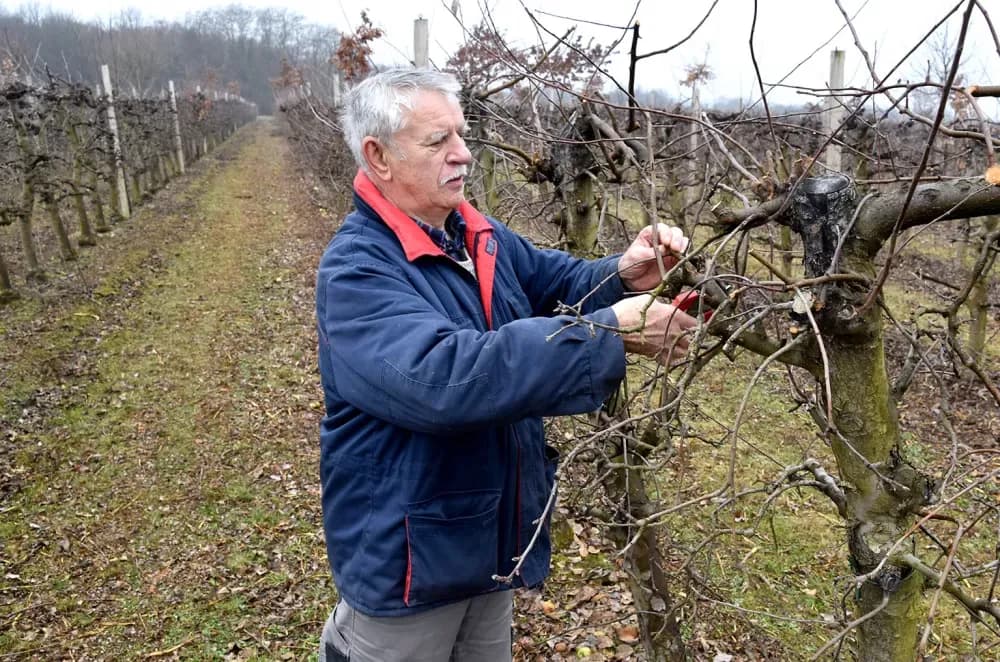 Od poticaja za samozapošljavanje do uspješnog voćara: Branko Uzelac već 20 godina uzgaja vrhunske jabuke