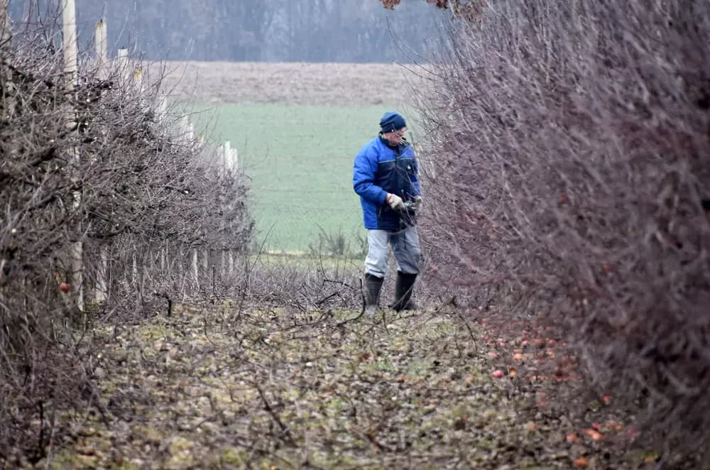 Od poticaja za samozapošljavanje do uspješnog voćara: Branko Uzelac već 20 godina uzgaja vrhunske jabuke