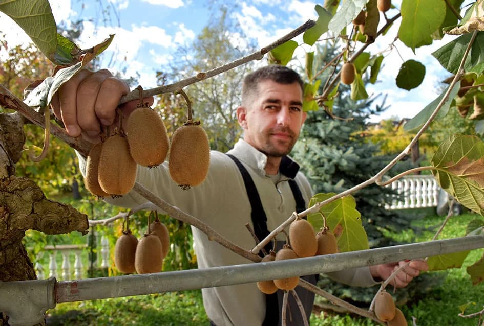 U raskoši biljnih vrsta: Zbirka egzotičnog bilja Požežanina Dinka Vojaka /FOTO/