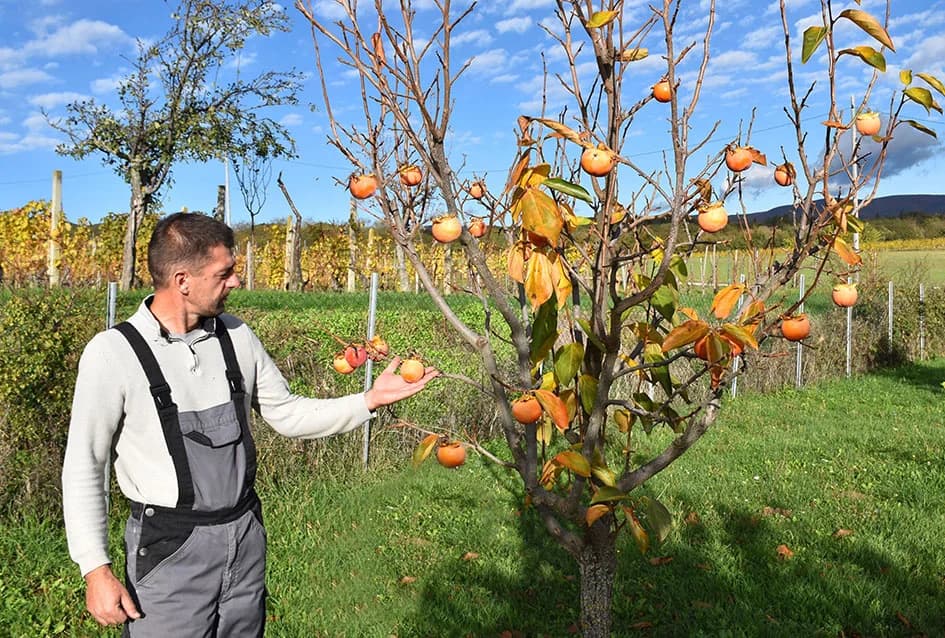 U raskoši biljnih vrsta: Zbirka egzotičnog bilja Požežanina Dinka Vojaka /FOTO/