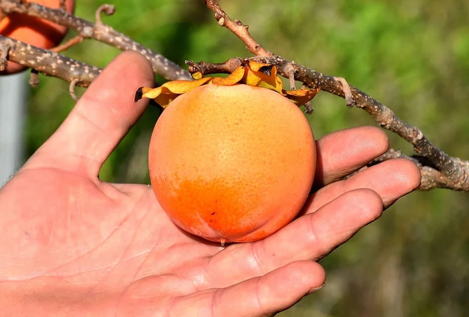 U raskoši biljnih vrsta: Zbirka egzotičnog bilja Požežanina Dinka Vojaka /FOTO/