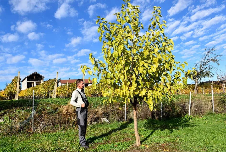 U raskoši biljnih vrsta: Zbirka egzotičnog bilja Požežanina Dinka Vojaka /FOTO/