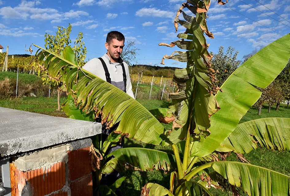 U raskoši biljnih vrsta: Zbirka egzotičnog bilja Požežanina Dinka Vojaka /FOTO/