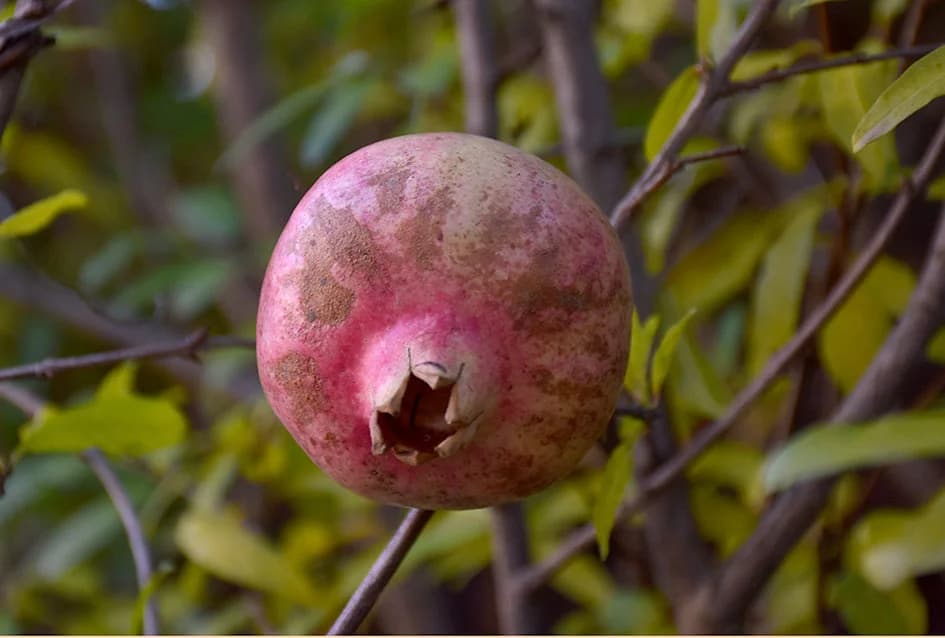 U raskoši biljnih vrsta: Zbirka egzotičnog bilja Požežanina Dinka Vojaka /FOTO/