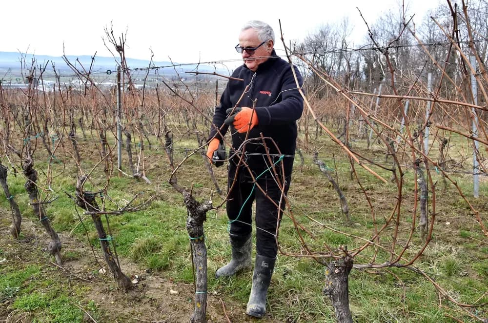 Dva desetljeća ljubavi prema lozi: Slavko Perić u rezidbi na brdu Šage