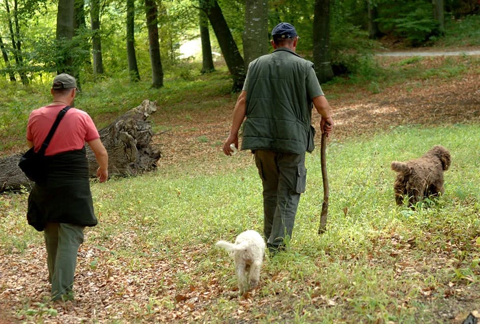 TARTUFI RASTU I NA OBRONCIMA POŽEŠKIH GORA: Mit postao zbilja