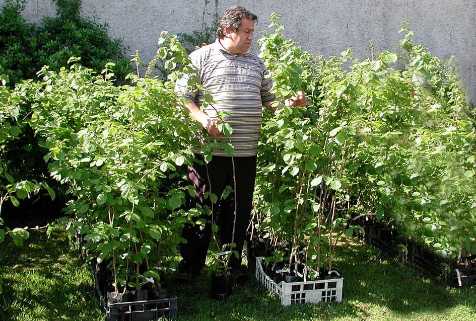 TARTUFI RASTU I NA OBRONCIMA POŽEŠKIH GORA: Mit postao zbilja