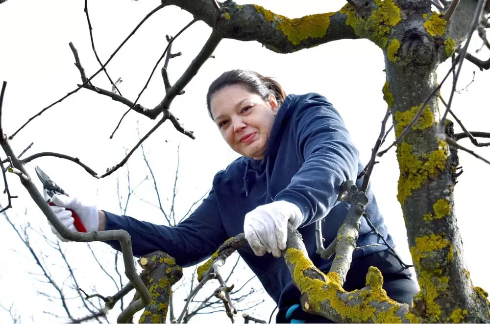 Nakon ʼTexasaʼ, Vetovčanka Maja Voštok završila na drvetu!