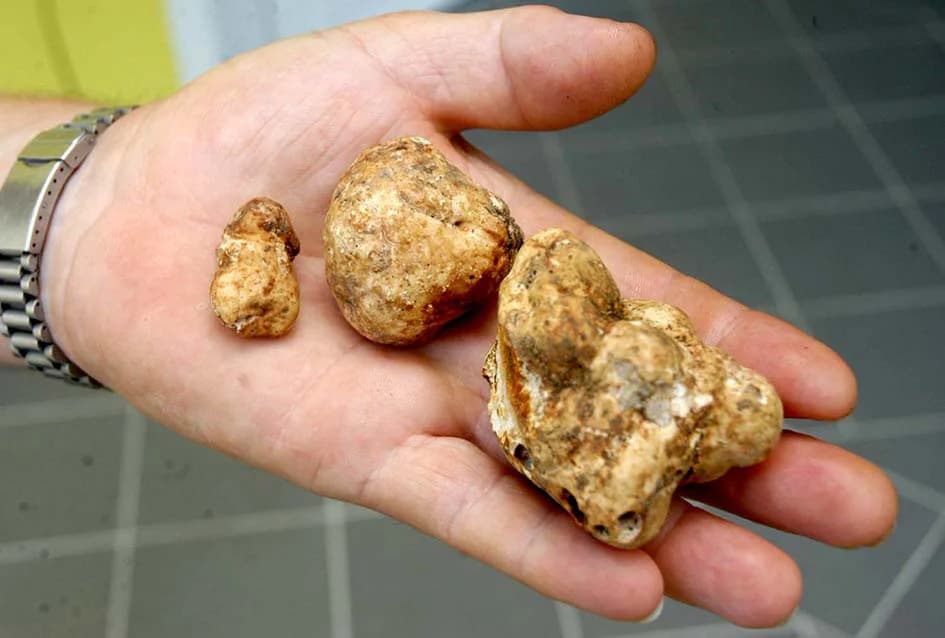 TARTUFI RASTU I NA OBRONCIMA POŽEŠKIH GORA: Mit postao zbilja