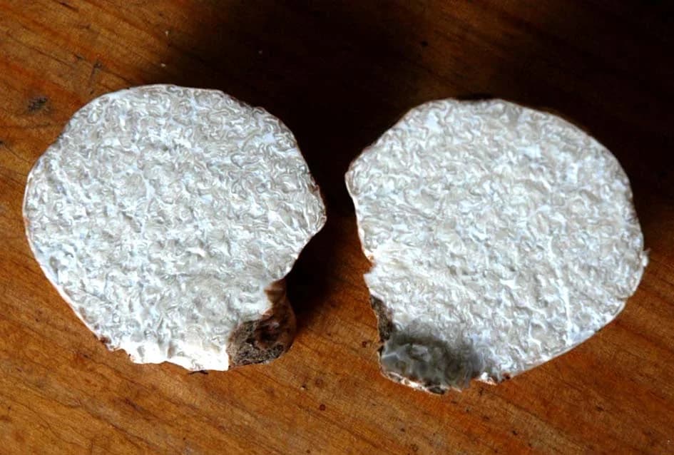 TARTUFI RASTU I NA OBRONCIMA POŽEŠKIH GORA: Mit postao zbilja