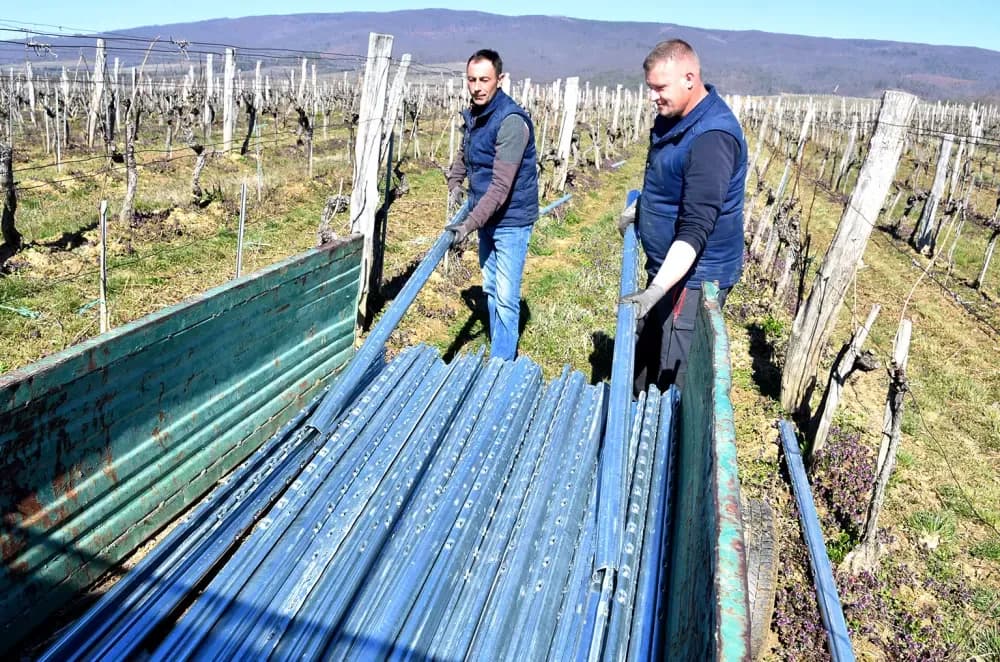 Vjerni  čuvari vinske kapljice: Obitelj Paulić, pola stoljeća tradicije podno Mitrovca