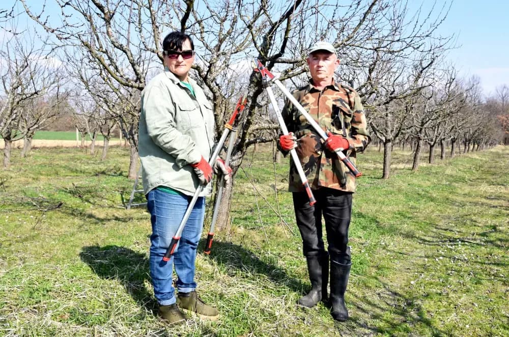 Ljubav koja cvjeta u voćnjaku: Bračni par Jelčić pomaže prijatelju u rezidbi šljiva