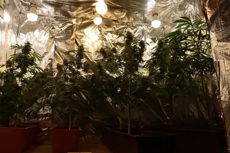 Kriminalistička policija razotkrila kućni laboratorij za uzgoj droge