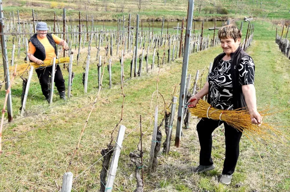 Tradicija kutjevačkog kraja: Na Mačevom brdu loza se veže vrbovim prućem