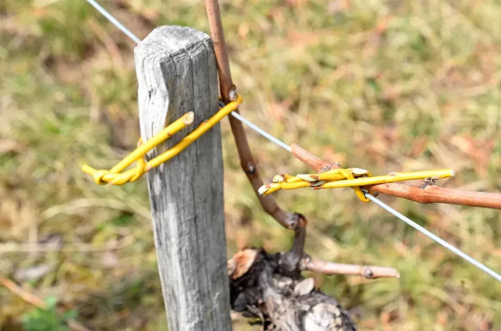 Tradicija kutjevačkog kraja: Na Mačevom brdu loza se veže vrbovim prućem