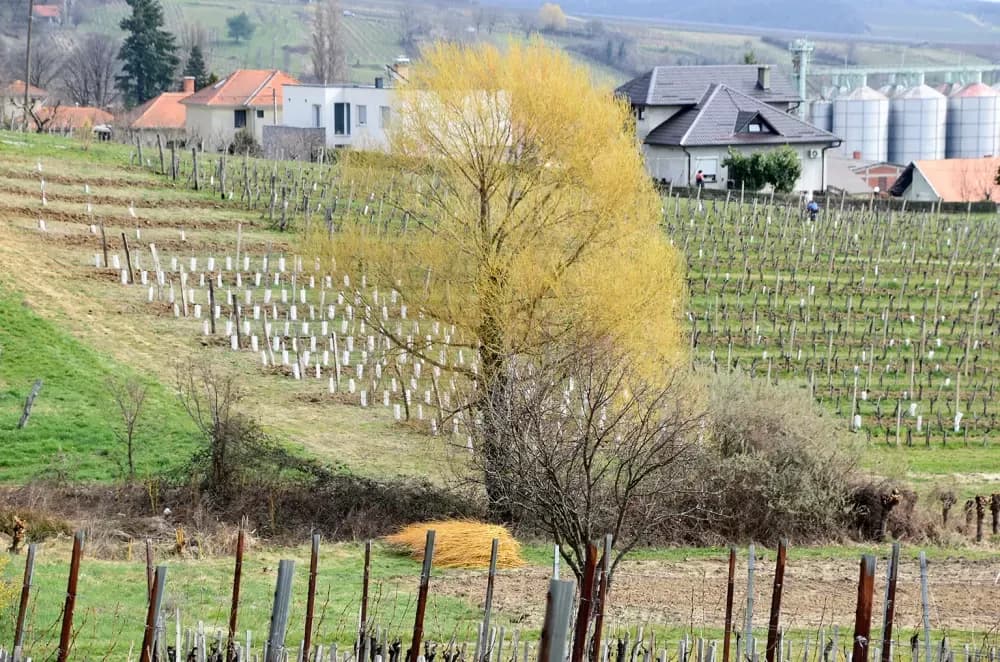 Tradicija kutjevačkog kraja: Na Mačevom brdu loza se veže vrbovim prućem