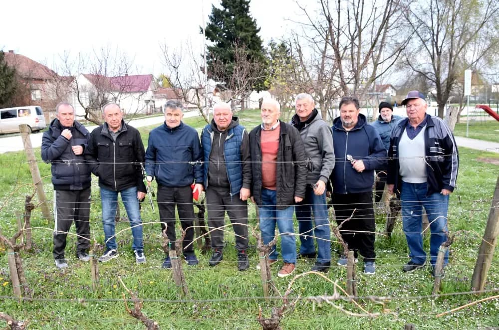 Članovi udruge ʼVino-Kapʼ orezali lozu uoči blagdana sv. Josipa