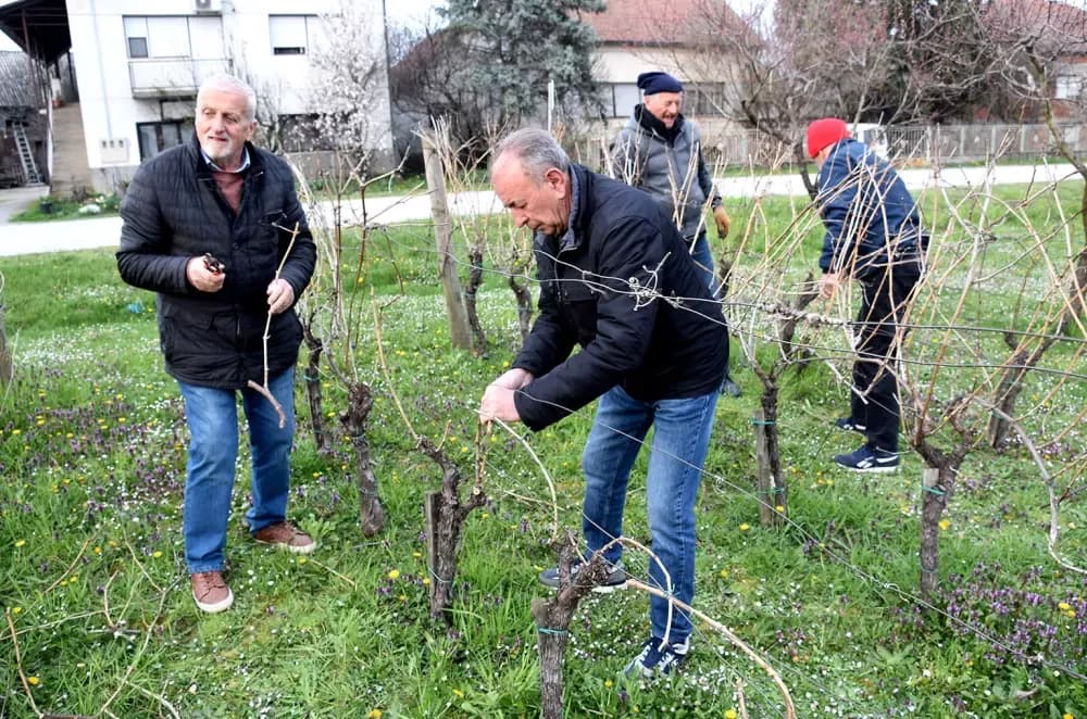 Članovi udruge ʼVino-Kapʼ orezali lozu uoči blagdana sv. Josipa