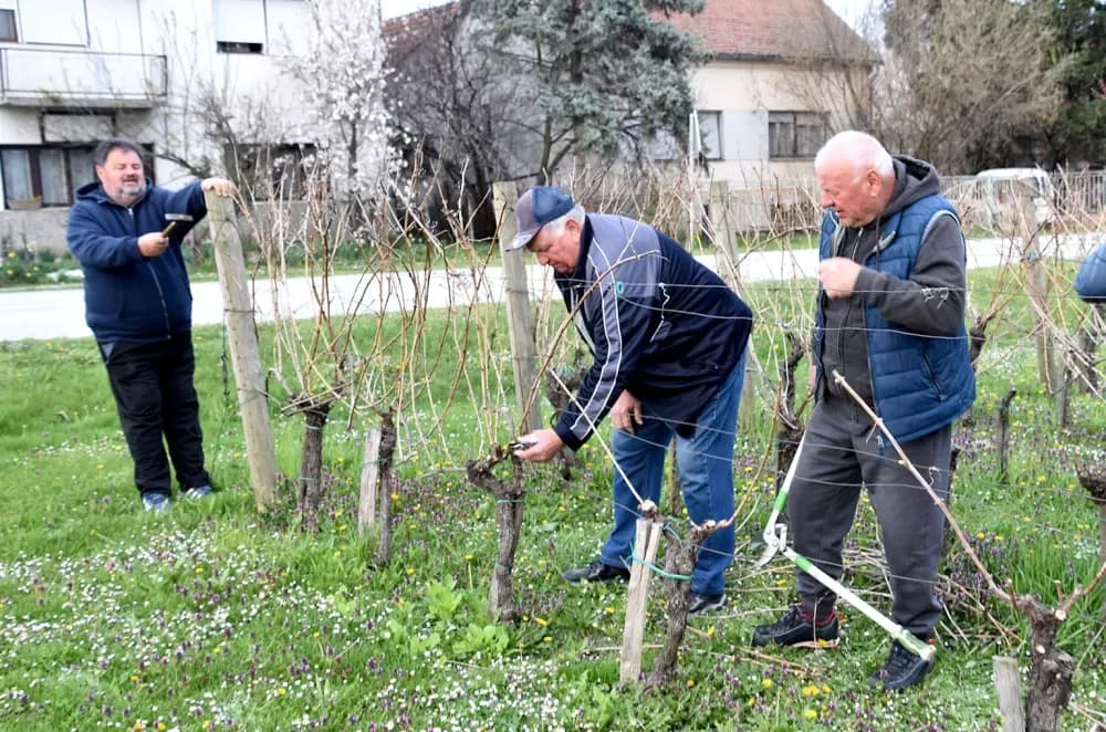 Članovi udruge ʼVino-Kapʼ orezali lozu uoči blagdana sv. Josipa