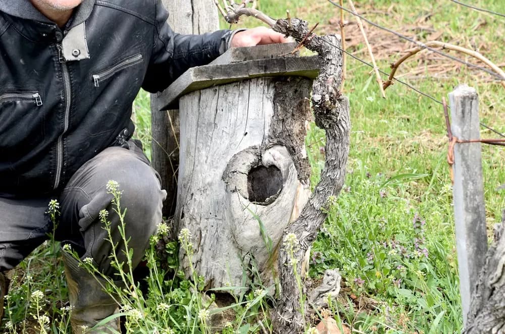 Simfonija iz Mitrovca: Kako su Ante Miličević i Vinko Krsnik vinograd pretvorili u ptičji raj