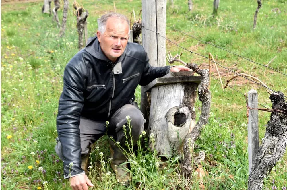 Simfonija iz Mitrovca: Kako su Ante Miličević i Vinko Krsnik vinograd pretvorili u ptičji raj