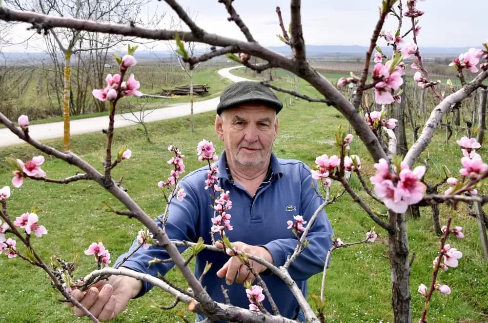 Zaboravljeni dragulj: Kutjevački vinogradari vraćaju vinogradarsku breskvu  tamo gdje pripada