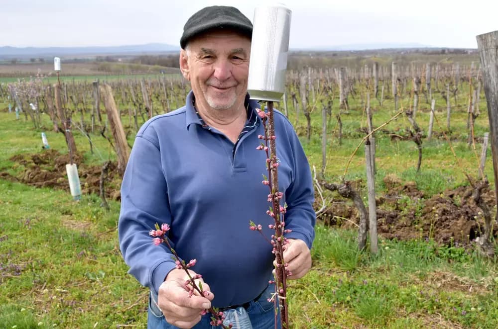 Zaboravljeni dragulj: Kutjevački vinogradari vraćaju vinogradarsku breskvu  tamo gdje pripada