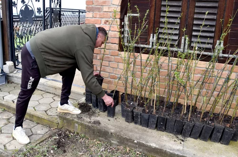 Zaboravljeni dragulj: Kutjevački vinogradari vraćaju vinogradarsku breskvu  tamo gdje pripada