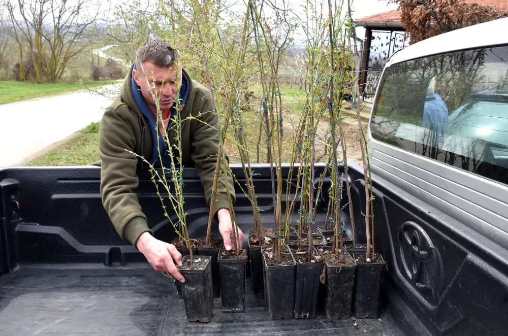 Zaboravljeni dragulj: Kutjevački vinogradari vraćaju vinogradarsku breskvu  tamo gdje pripada