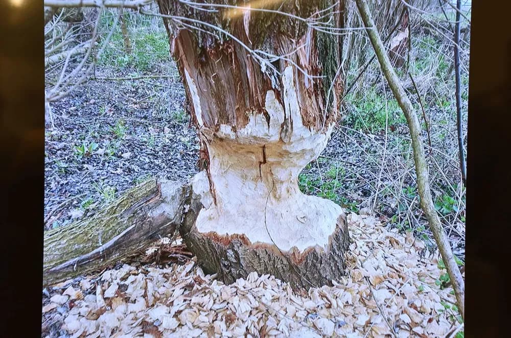 Dan planeta Zemlje u Požegi: Što nas „inženjer prirode“ može naučiti o odgovornosti prema jedinom domu koji imamo?