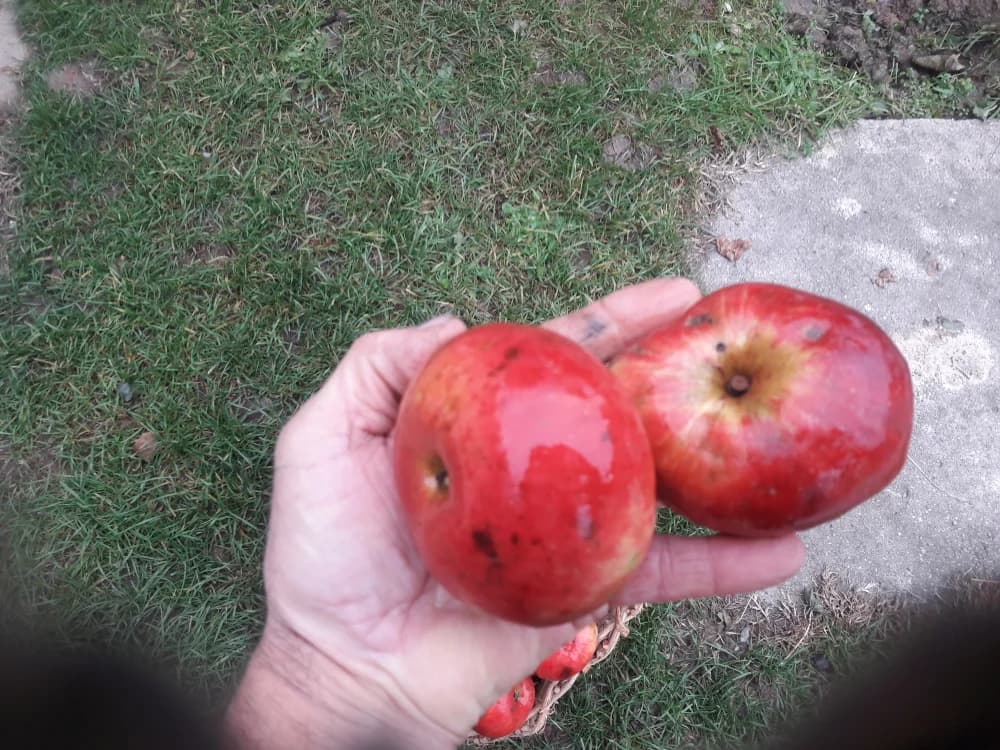 Božićnica je najbolja sorta za blagdansko vrijeme