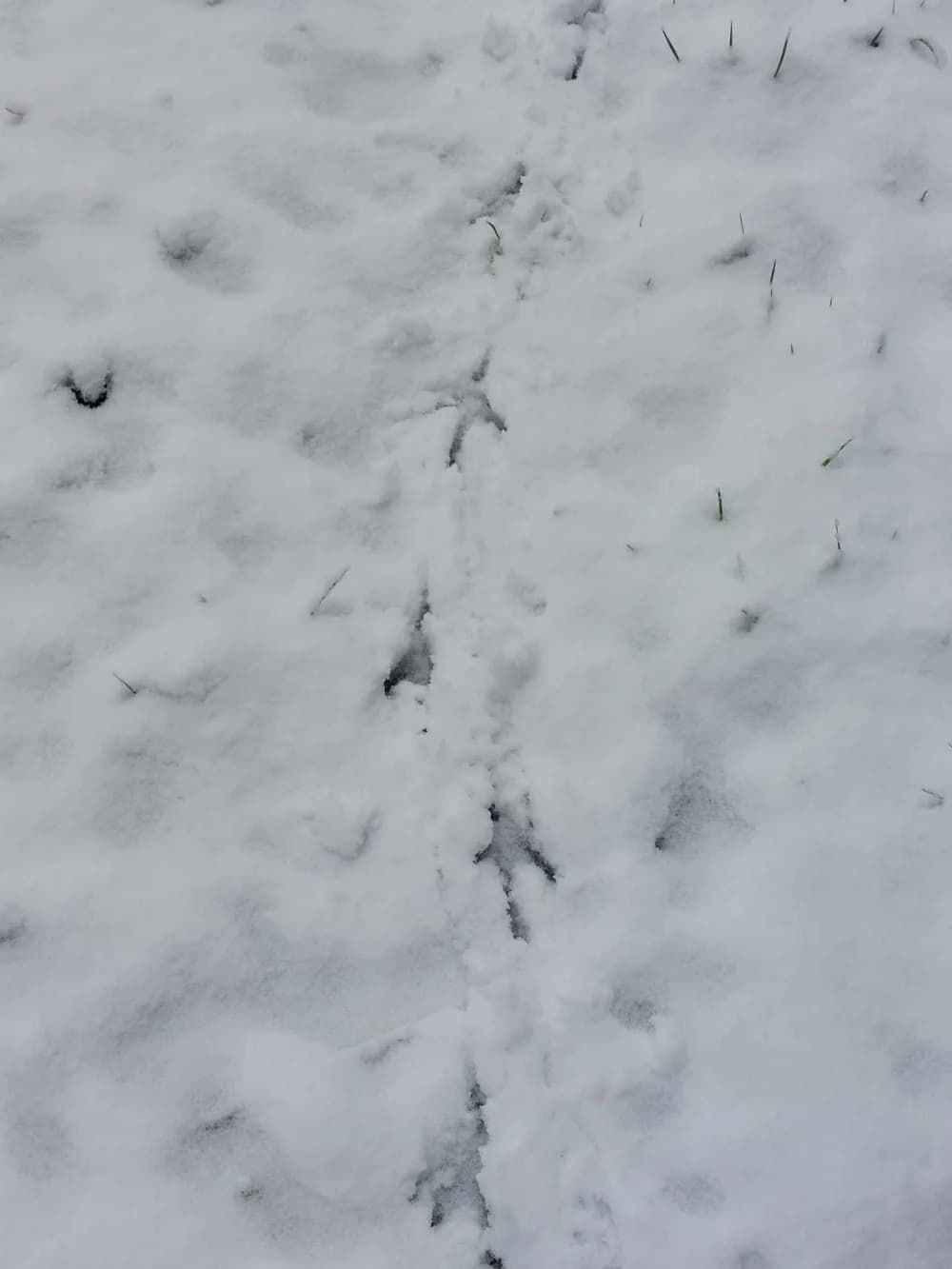Snježna idila u kaptolačkom kraju