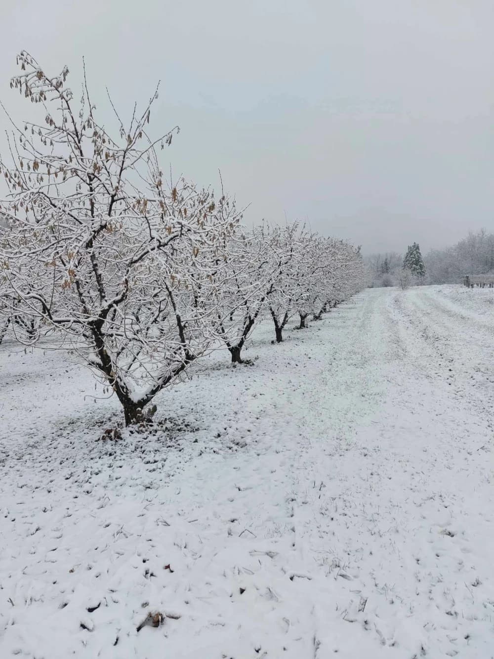 Snježna idila u kaptolačkom kraju