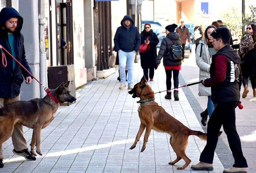 Blagdansko druženje: Građanima Požege i njihovim gostima podijeljeno više od tisuću porcija perkelta od soma