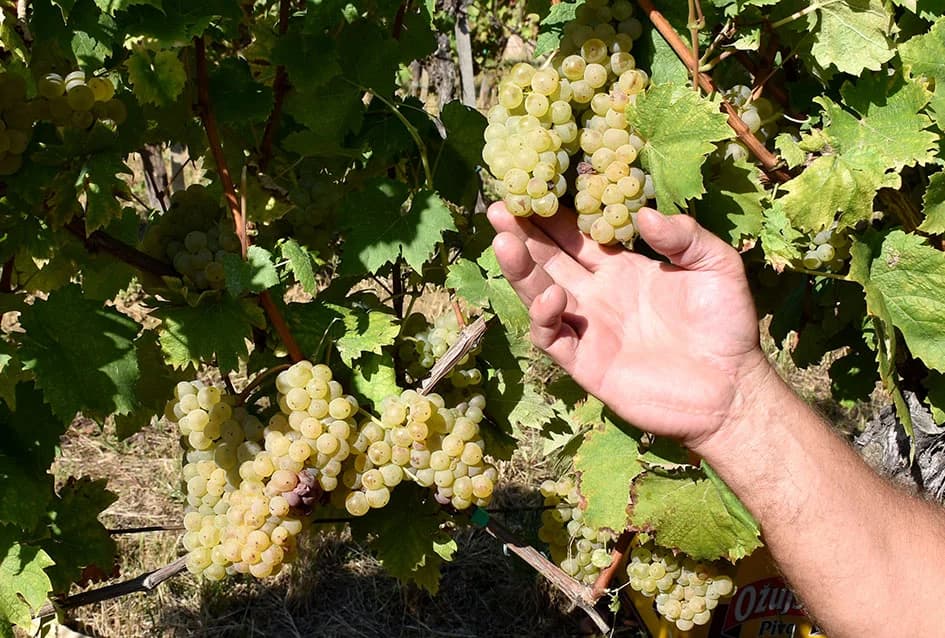 VINOGRADARSKA OBITELJ MIJE ŠOLČIĆA IZ BIŠKUPACA: Svi ukućani uključeni u proizvodnju