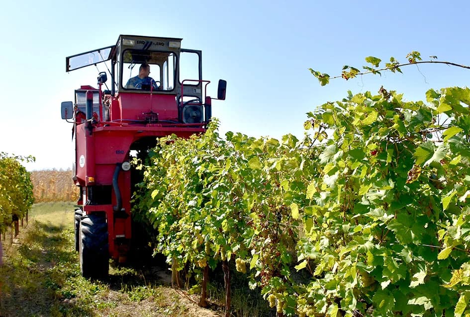 VINOGRADARSKA OBITELJ MIJE ŠOLČIĆA IZ BIŠKUPACA: Svi ukućani uključeni u proizvodnju