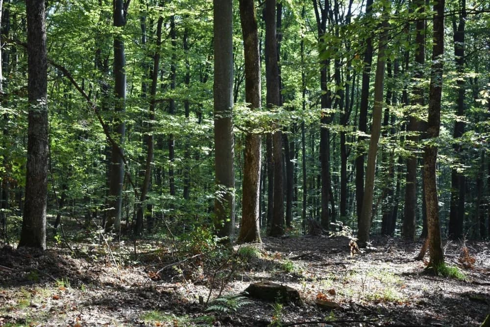 Prijavila krađu stabala