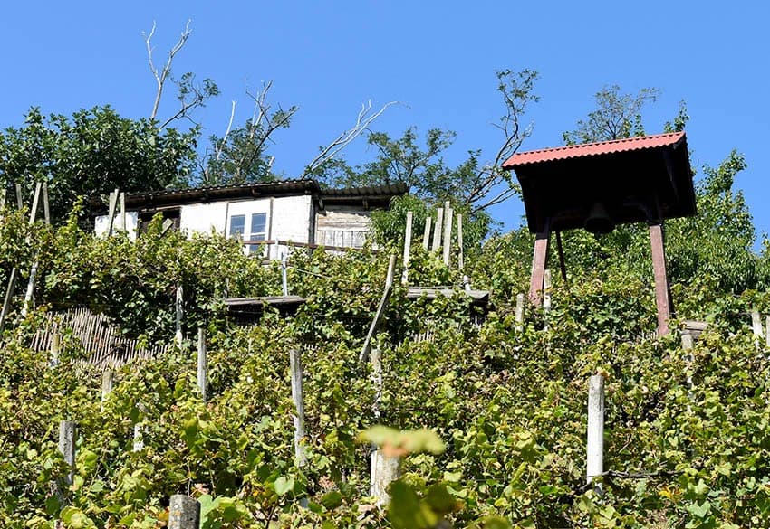 Odustao nakon 53 godine vinogradarenja