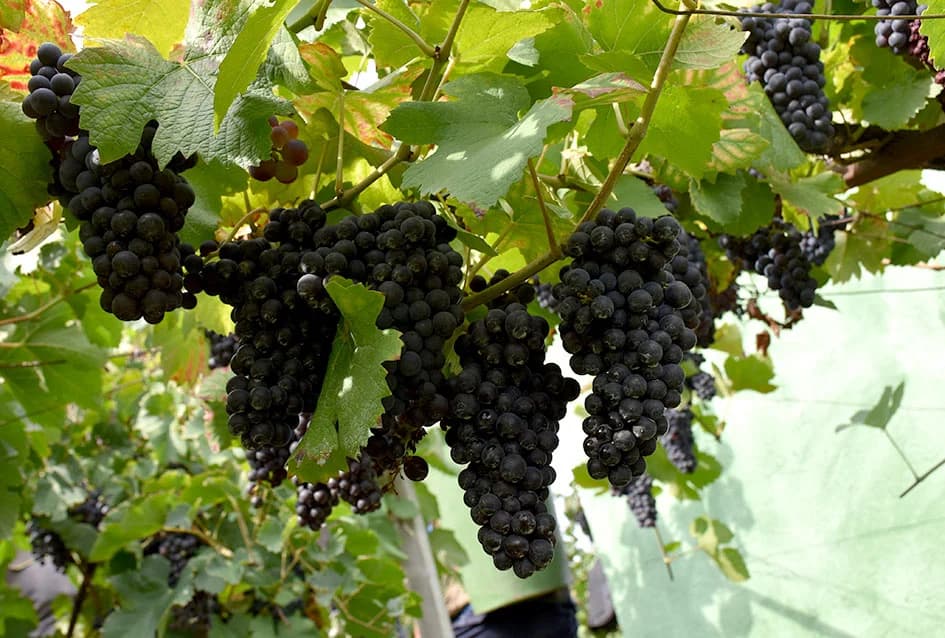 Odustao nakon 53 godine vinogradarenja
