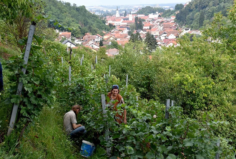 Odustao nakon 53 godine vinogradarenja