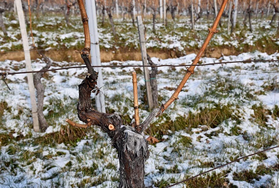 VINOGRADARSKA OBITELJ NENADA OSTOJIĆA IZ DRAGE: Počeli rezidbu prije Vincelova