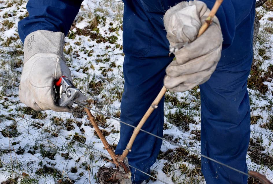 VINOGRADARSKA OBITELJ NENADA OSTOJIĆA IZ DRAGE: Počeli rezidbu prije Vincelova