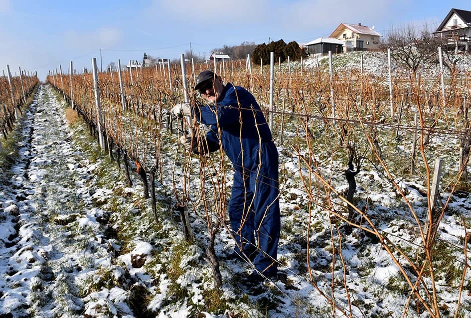 VINOGRADARSKA OBITELJ NENADA OSTOJIĆA IZ DRAGE: Počeli rezidbu prije Vincelova