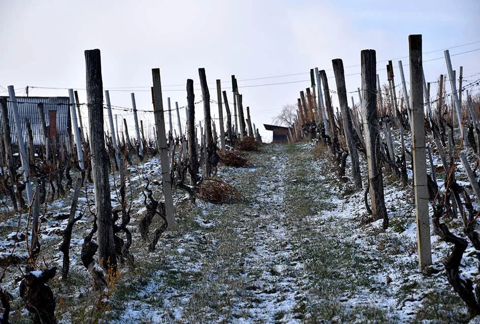 VINOGRADARSKA OBITELJ NENADA OSTOJIĆA IZ DRAGE: Počeli rezidbu prije Vincelova