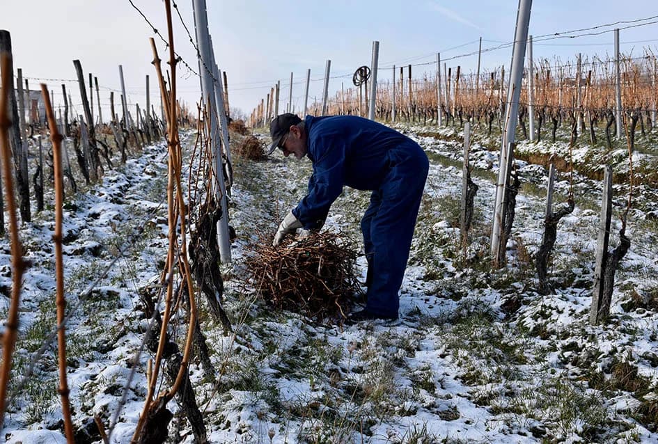 VINOGRADARSKA OBITELJ NENADA OSTOJIĆA IZ DRAGE: Počeli rezidbu prije Vincelova